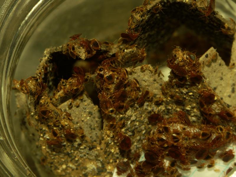 Close-up of jars with bed bugs.